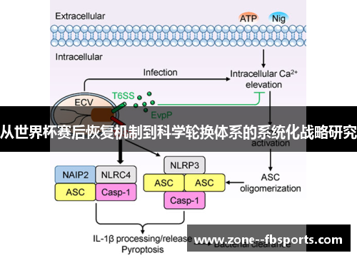 从世界杯赛后恢复机制到科学轮换体系的系统化战略研究 从世界杯赛后恢复机制到科学轮换体系的系统化战略研究
